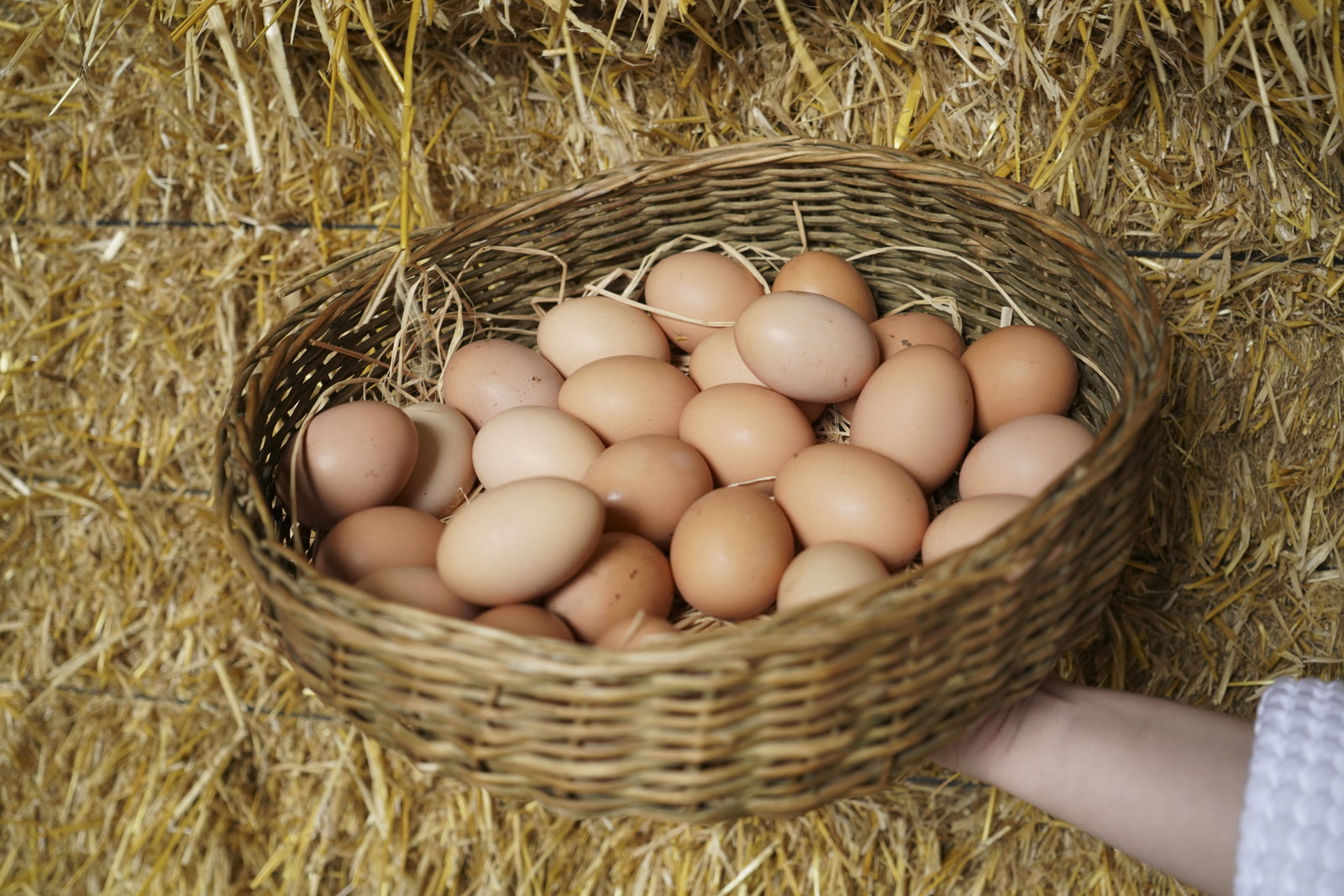 Egg