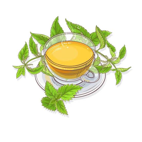 Eucalyptus tea